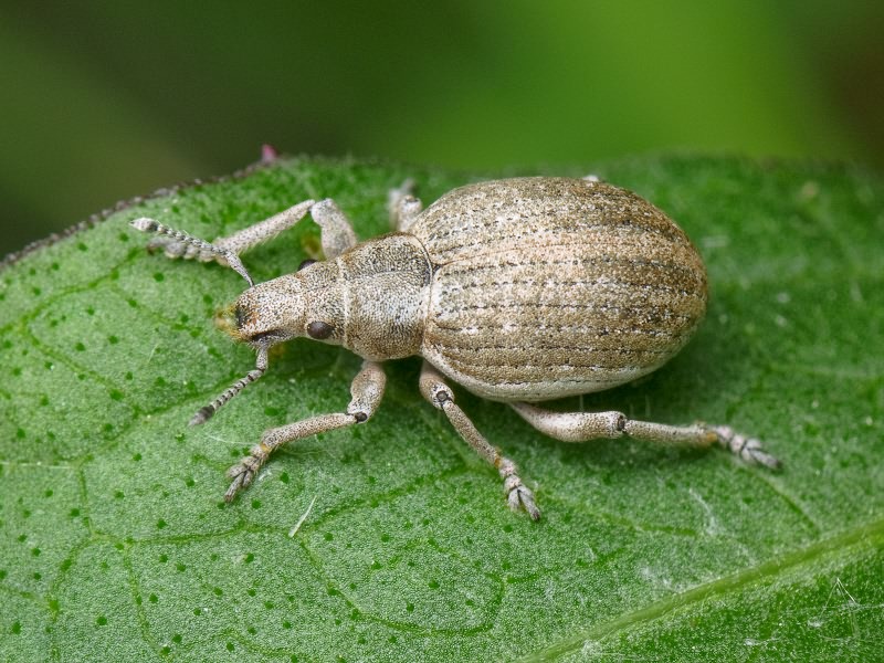 Attactagenus albinus (Boheman, 1833)